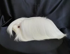 Morčata s PP - peruánci, lunkarya-peruánci a hladké