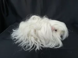 Morčata s PP - peruánci, lunkarya-peruánci a hladké