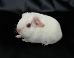 Morčata s PP - peruánci, lunkarya-peruánci a hladké