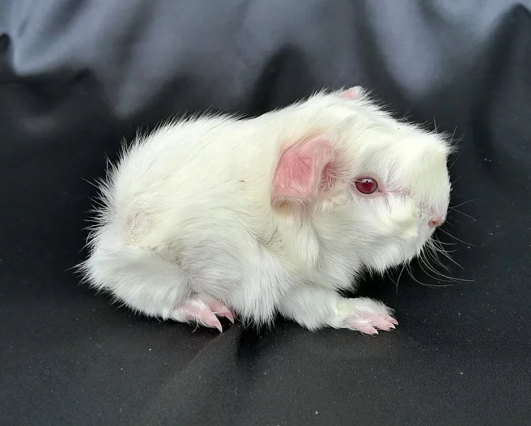 Morčata s PP - peruánci, lunkarya-peruánci a hladké