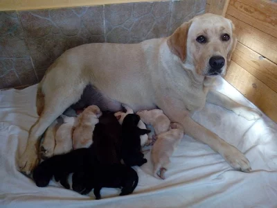 Labradorský retriever štěňata s PP