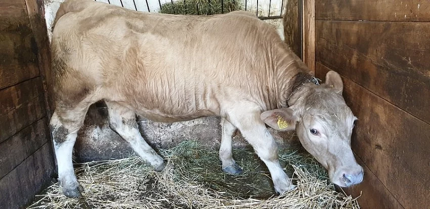 Prodám jalovici na připuštění