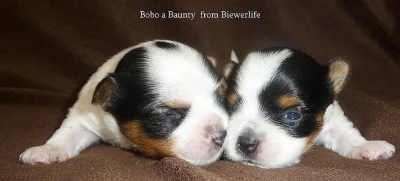 Biewer york terrier s PP