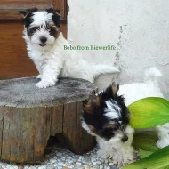 Biewer york terrier s PP