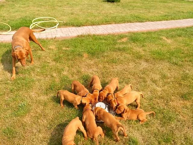 Štěně maďarského ohaře