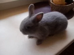 Koupím mládě zakrslého králíčka