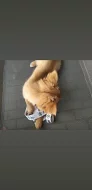 Čivava dlouhosrstá