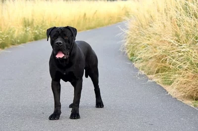Cane corso štěňátka s PP