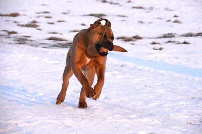 Cane corso štěňátka s PP