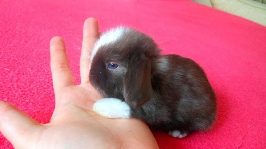 Zakrslý beránek Minilop x NHD satén