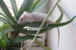 Krásné ušaté barevné myšky na prodej