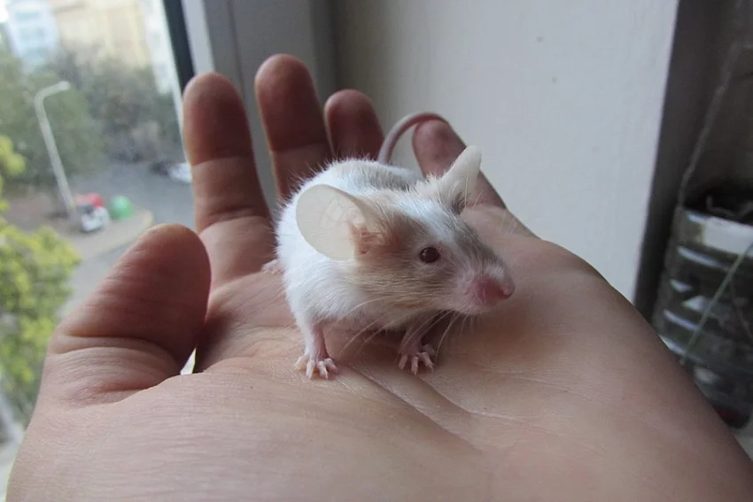 Krásné ušaté barevné myšky na prodej