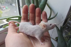 Krásné ušaté barevné myšky na prodej