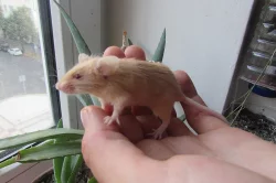 Krásné ušaté barevné myšky na prodej