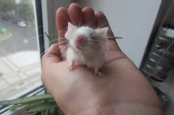 Krásné ušaté barevné myšky na prodej