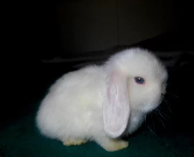 Zakrslý králíček beránek Mini lop x NHD