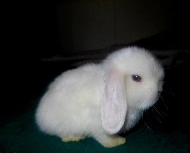 Zakrslý králíček beránek Mini lop x NHD
