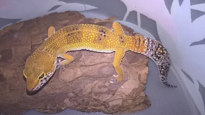 Gekončík noční - mláďata k odběru