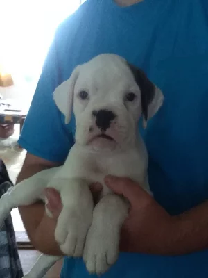 Německý boxer