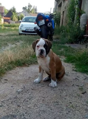 boxer