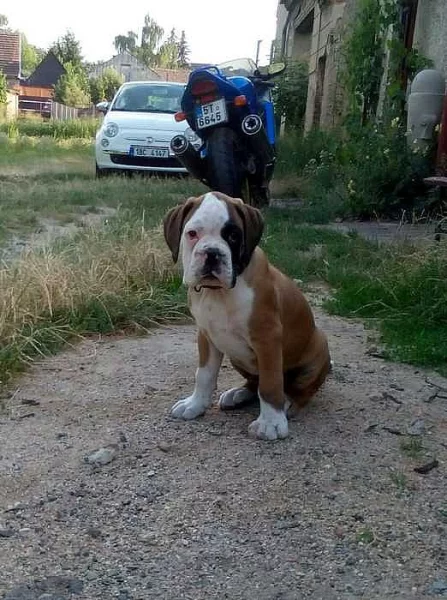 boxer