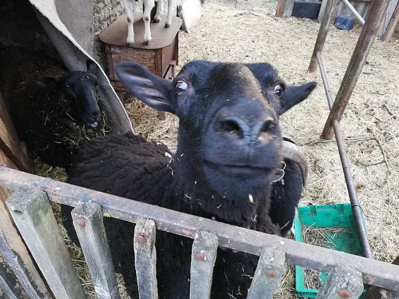 Dvě ovce a jednu kozu - dohodou