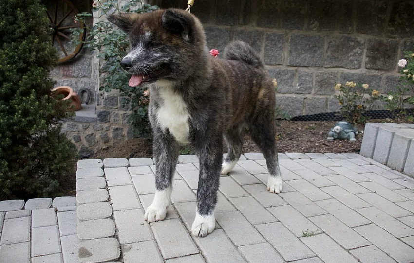 Akita Inu s PP - IHNED K ODBĚRU