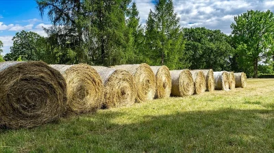 Balíky sena 130cm. - levně, celoročně