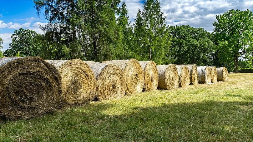 Balíky sena 130cm. - levně, celoročně