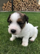 Jack Russell terier s PP