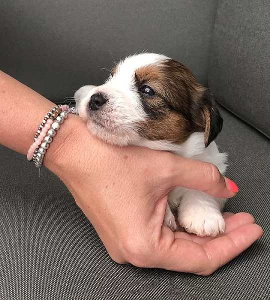 Jack Russell terier s PP