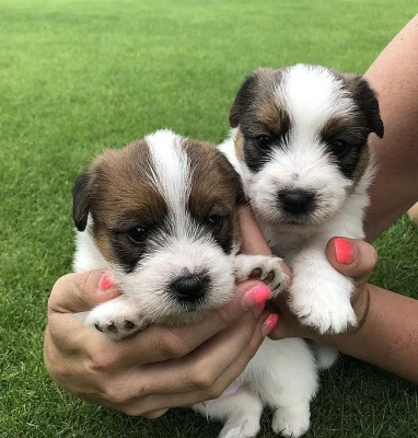 Jack Russell terier s PP