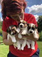 Jack Russell terier s PP