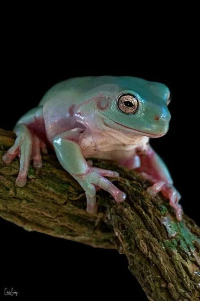 Koupím dospělou samici rosnice siné nebo rohatky