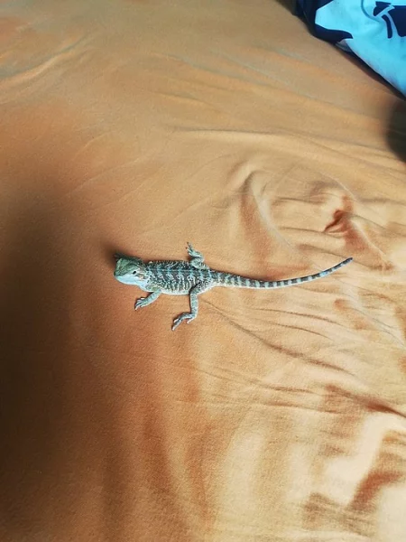 agama vousata