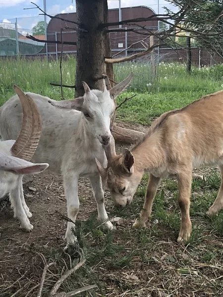 Prodám mladou kozu, nar.24.3.2019 na další chov