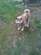 Akita-Inu
