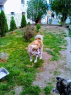 Akita-Inu