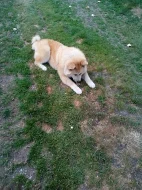Akita-Inu