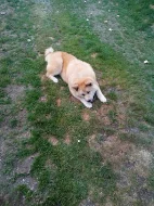 Akita-Inu