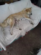 Akita-Inu