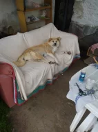 Akita-Inu