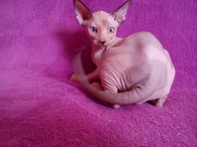 SPHYNX koťátko bez PP