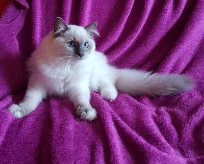Kocourek plemene Ragdoll s PP