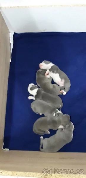 Americký stafordšírský teriér modrý