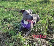 Americký stafordšírský teriér modrý