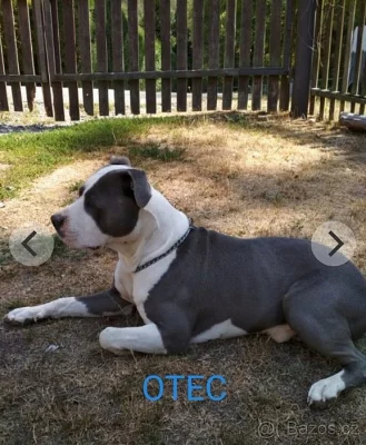 Americký stafordšírský teriér modrý