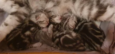 whiskas kotata
