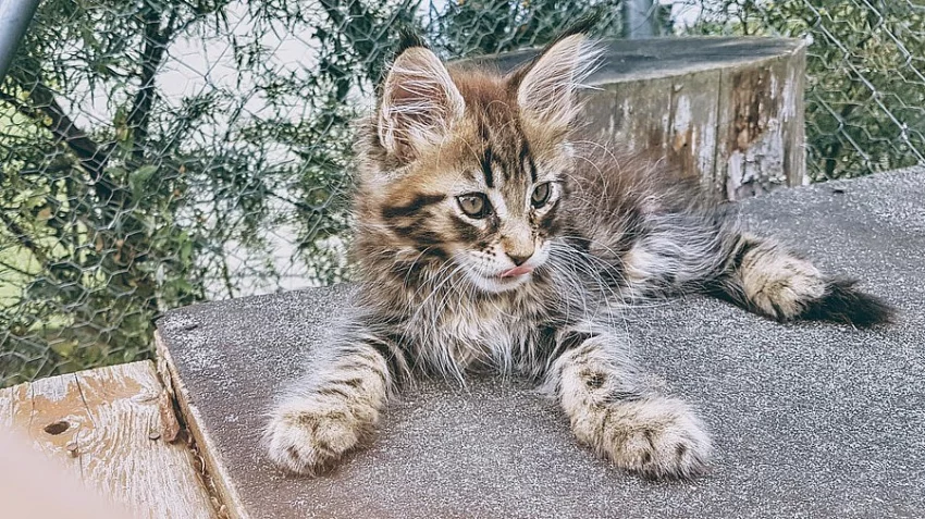 Mainská mývalí koťátka s PP