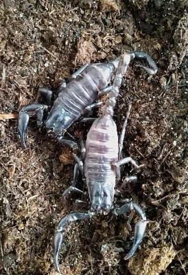 Prodam heterometrus pedersii + terarium
